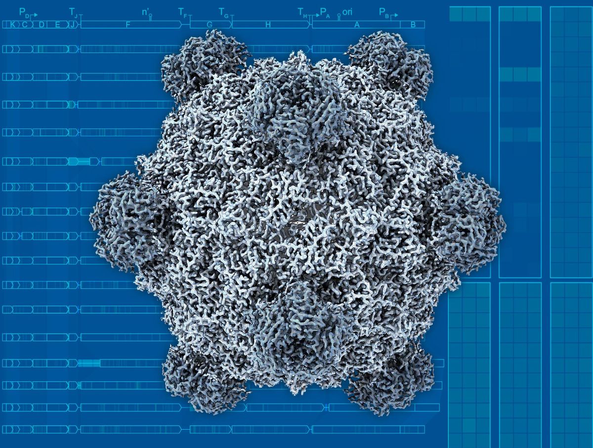 16 个 AI 设计噬菌体之一的电子显微重建图（图源：IEEE Spectrum）