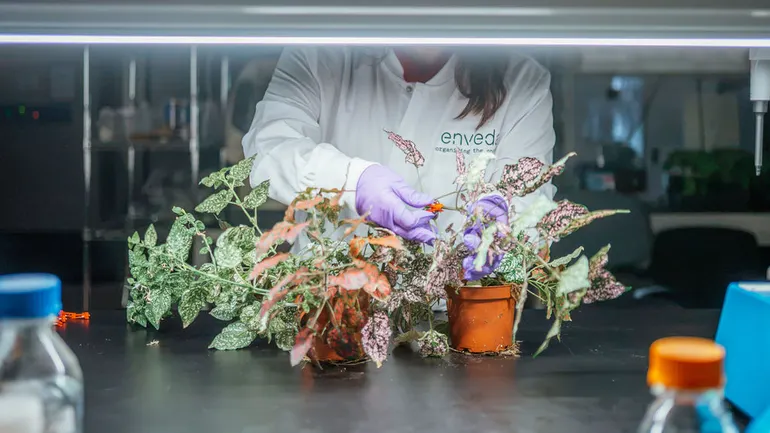 身穿 Enveda 实验服的研究人员在实验室中处理植物样本